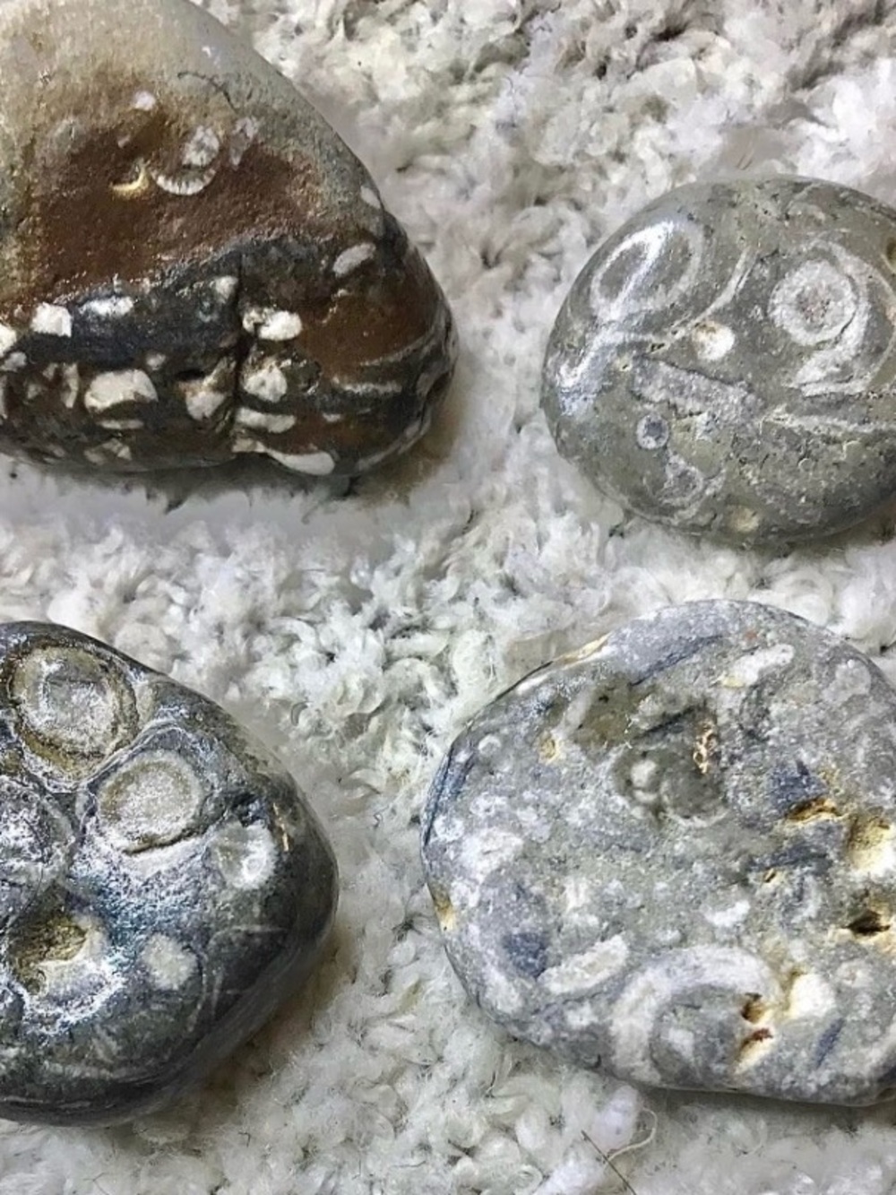 Lake Michigan Great Lakes Pallet. Yooperlites, fossils, beach glass, hag stones. - Picture 10 of 16